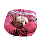 MIBO BABY（個別スタンプ：6）
