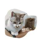 Cats' words.（個別スタンプ：8）