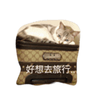 Cats' words.（個別スタンプ：15）