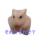 hamster momo（個別スタンプ：1）