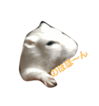 hamster momo（個別スタンプ：3）