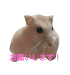 hamster momo（個別スタンプ：4）