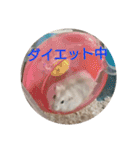 hamster momo（個別スタンプ：5）