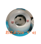 hamster momo（個別スタンプ：6）