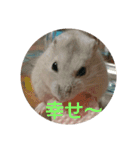 hamster momo（個別スタンプ：8）