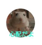 hamster momo（個別スタンプ：10）