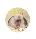 hamster momo（個別スタンプ：11）