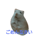 hamster momo（個別スタンプ：13）