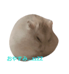 hamster momo（個別スタンプ：15）