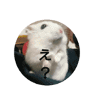 hamster momo（個別スタンプ：16）