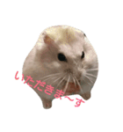 hamster momo（個別スタンプ：17）