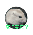 hamster momo（個別スタンプ：18）