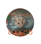 hamster momo（個別スタンプ：19）