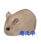 hamster momo（個別スタンプ：21）