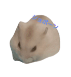 hamster momo（個別スタンプ：22）