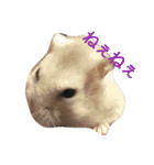 hamster momo（個別スタンプ：24）