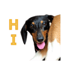 DOG-Fat＆Fu Ver.1（個別スタンプ：1）