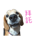 DOG-Fat＆Fu Ver.1（個別スタンプ：2）