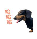 DOG-Fat＆Fu Ver.1（個別スタンプ：3）