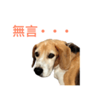 DOG-Fat＆Fu Ver.1（個別スタンプ：6）