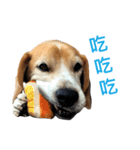 DOG-Fat＆Fu Ver.1（個別スタンプ：8）