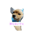 ポメラニアンのぽん太（個別スタンプ：1）