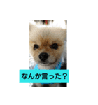 ポメラニアンのぽん太（個別スタンプ：2）