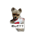 ポメラニアンのぽん太（個別スタンプ：3）
