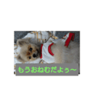 ポメラニアンのぽん太（個別スタンプ：4）
