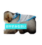 ポメラニアンのぽん太（個別スタンプ：5）