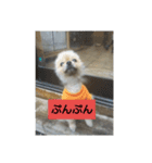 ポメラニアンのぽん太（個別スタンプ：6）