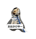 ポメラニアンのぽん太（個別スタンプ：7）