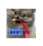 ポメラニアンのぽん太（個別スタンプ：8）
