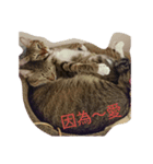 Huban Meow's Song（個別スタンプ：4）