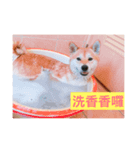 Orange s mood（個別スタンプ：5）