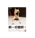 Orange s mood（個別スタンプ：7）