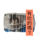 rabbit meng＆Pomeranian bunny（個別スタンプ：1）