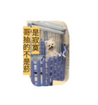 rabbit meng＆Pomeranian bunny（個別スタンプ：4）