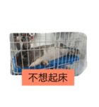 rabbit meng＆Pomeranian bunny（個別スタンプ：5）