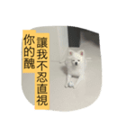 rabbit meng＆Pomeranian bunny（個別スタンプ：6）