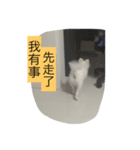 rabbit meng＆Pomeranian bunny（個別スタンプ：7）