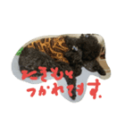 たきもと（個別スタンプ：4）