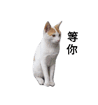 Cats ＆ Rabbits paradise（個別スタンプ：1）
