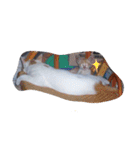 Cats ＆ Rabbits paradise（個別スタンプ：2）