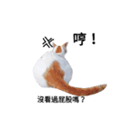 Cats ＆ Rabbits paradise（個別スタンプ：5）