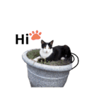Cats ＆ Rabbits paradise（個別スタンプ：11）