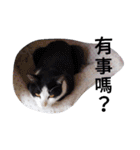 Cats ＆ Rabbits paradise（個別スタンプ：13）