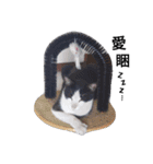 Cats ＆ Rabbits paradise（個別スタンプ：20）