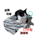 Cats ＆ Rabbits paradise（個別スタンプ：21）