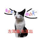 Cats ＆ Rabbits paradise（個別スタンプ：28）